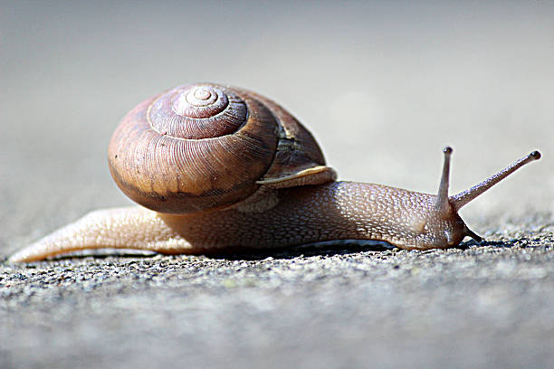 istock Side-view of Garden Snail Moving on Sidewalk 525830675