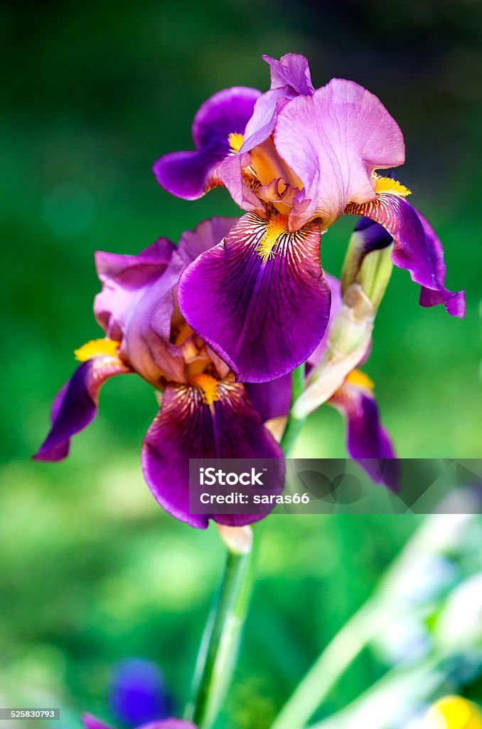 Violet flower iris A closeup of a black velvet bearded iris using a shallow depth of field Bearded Iris Stock Photo