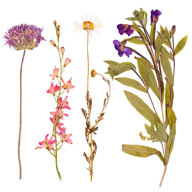 istock Set of wild flowers pressed 525831273