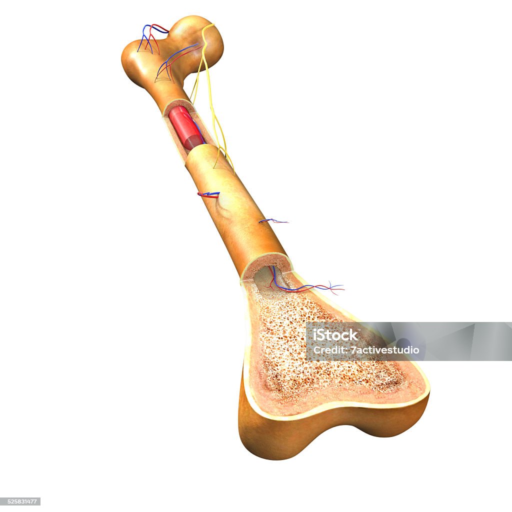 Structure of bone - Royalty-free Anatomie Stockfoto