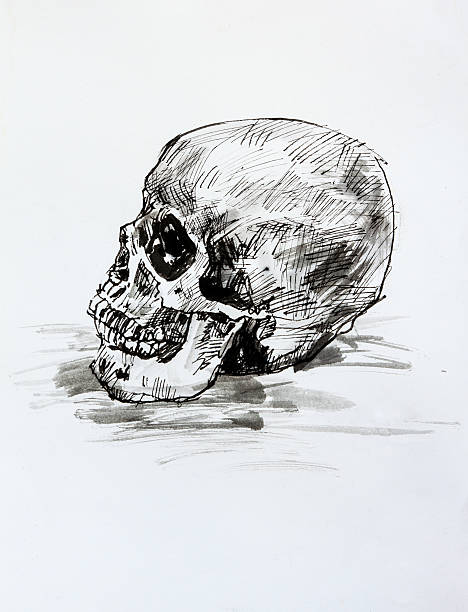 istock Drawing black and white of  human skull 525832817