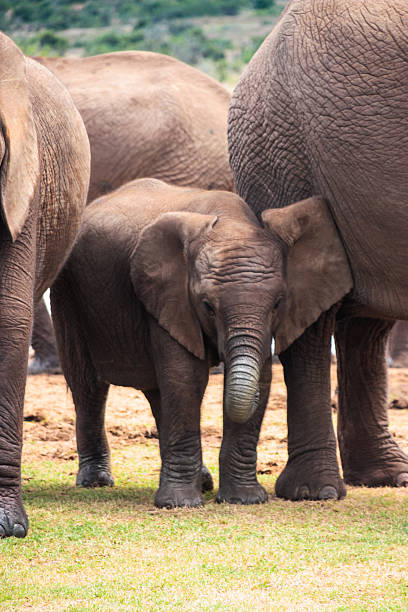 istock African Elephant Family 525833377