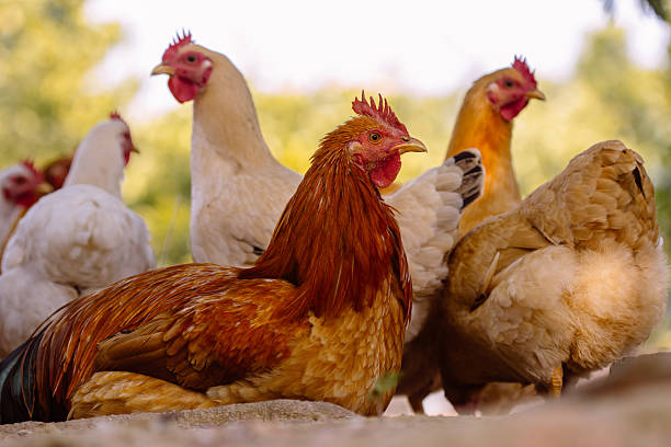 istock chooks in the farm 525833523