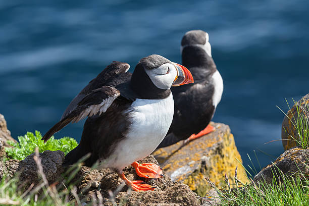 istock Pair of  puffins on a rock, Iceland 525833749