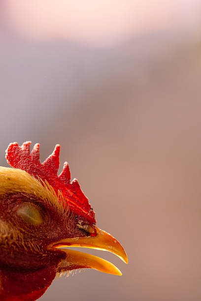 istock close up of chook's head 525833967