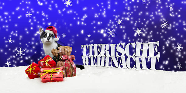 istock Animal Christmas Cat Christmas Snow 525857083