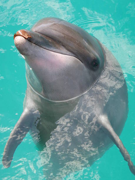 istock Dolphin, Palau, Rock Islands, Oceania 525857699