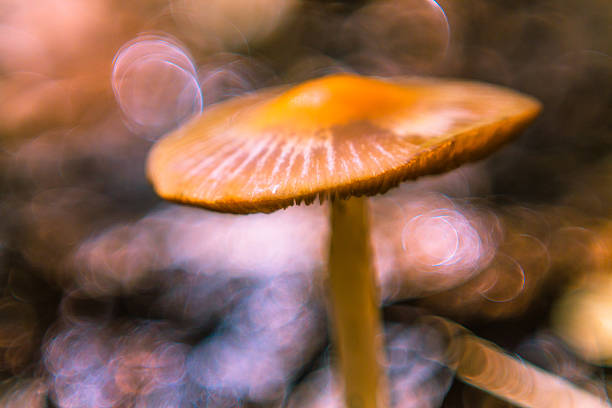 mushroom in soft  focus stock photo