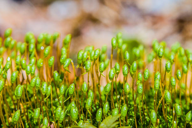moss close-up in soft  focus stock photo