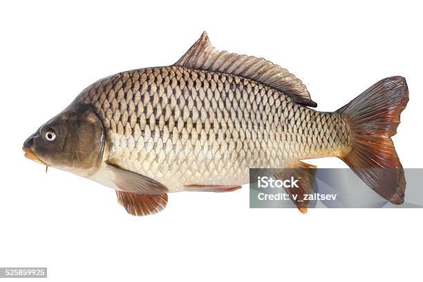 Carp Isolated On White Background Stock Photo - Download Image Now - Carp, Cut Out, Fish