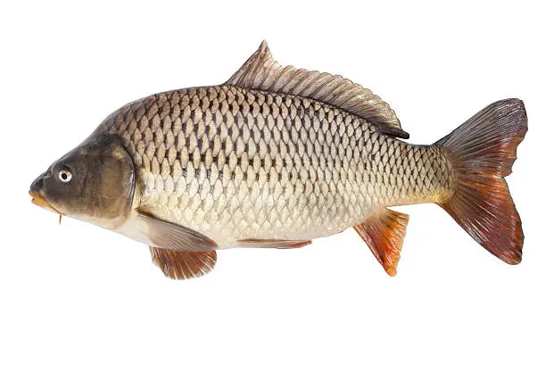 Big carp isolated on white background with clipping paths