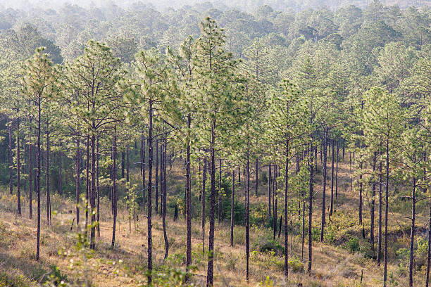 Pine Forest stock photo