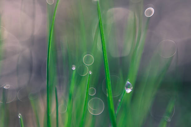 green grass with dew stock photo