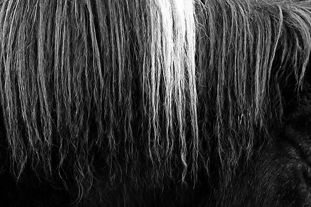 istock Horsehair b&w close up 525862865