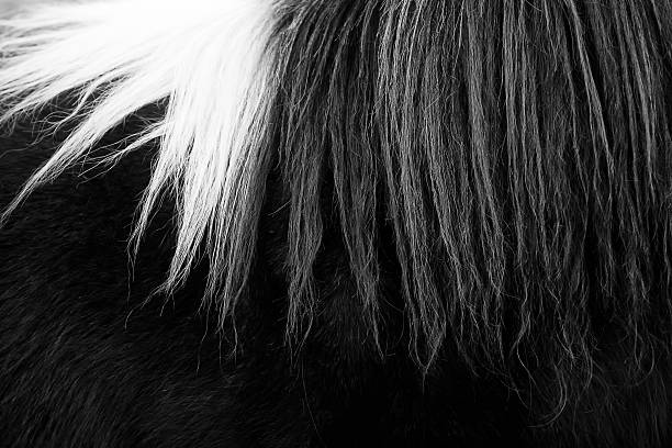 A black and white photo of horse hair texture background.