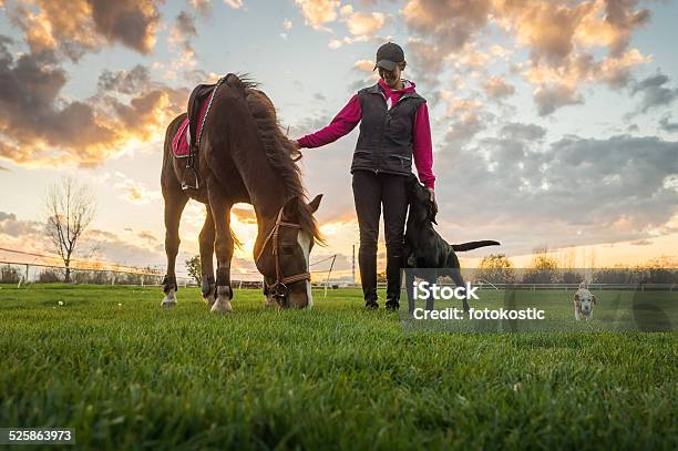 Mädchen Und Pferd Stockfoto und mehr Bilder von Pferd - Pferd, Hund, Sonnenuntergang