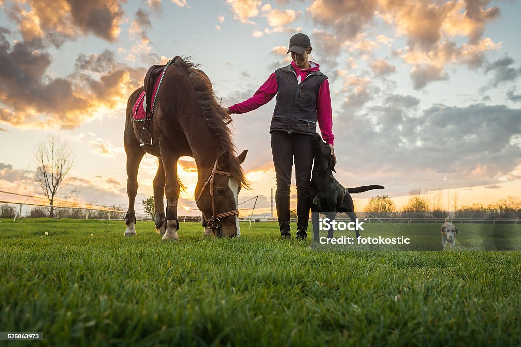 Ragazza e cavallo - Foto stock royalty-free di Cavallo - Equino