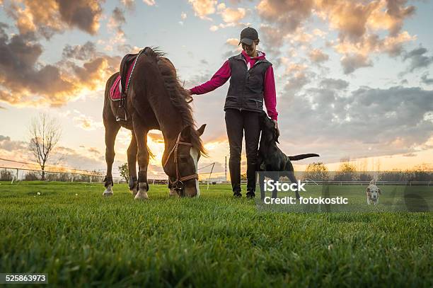 Ragazza E Cavallo - Fotografie stock e altre immagini di Cavallo - Equino - Cavallo - Equino, Cane, Tramonto