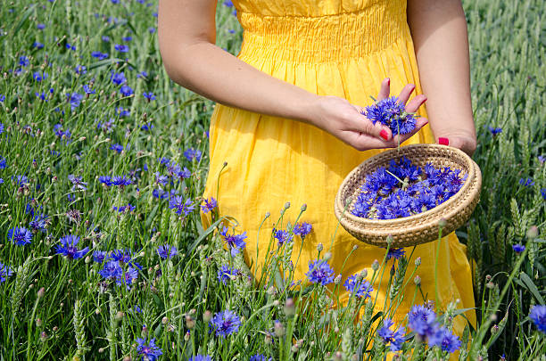 farm woman in yellow dress hands pick cornflower farm woman in yellow dress hands with red nails pick blue cornflower flowers herb to wicker dish in agriculture field. Blewit stock pictures, royalty-free photos & images