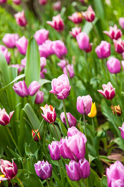 Purple Tulips stock photo