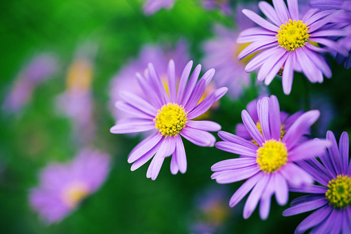Aster peduncularis a purple blue herbaceous summer autumn perennial flower plant commonly known as Michaelmas daisy stock photo image