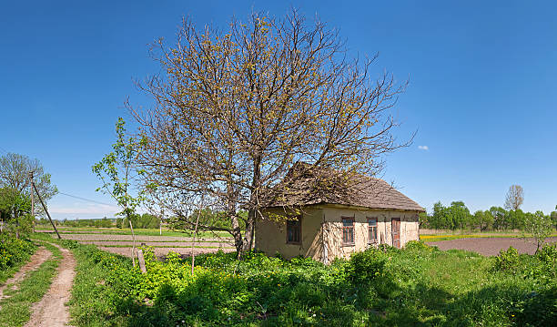istock walnut tree near an old abandoned Ukrainian building 525875048