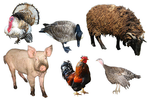 istock pig,turkey,goose,ram and hen 525876592