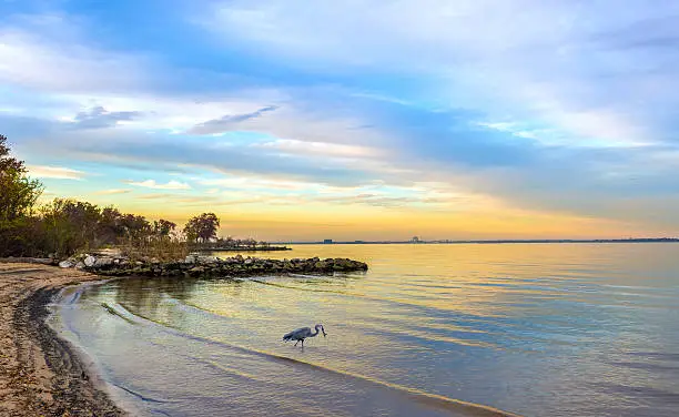 Great Blue Heron catching a fish on a Chesapeake Bay beach at sunset