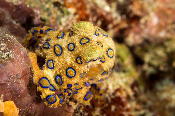 Blue-Ringed Octopus A deadly blue-ringed Octopus displays its warning colours on a tropical coral reef. boracay photos stock pictures, royalty-free photos & images