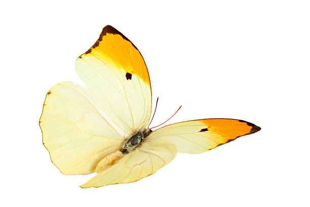 Butterfly (Anteos Menippe). Close up shot of flying butterfy(Anteos Menippe). Isolated on white. black and red butterfly stock pictures, royalty-free photos & images