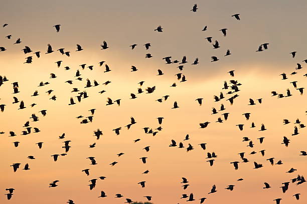 istock Flying crows against the background of sunset sky 525877148