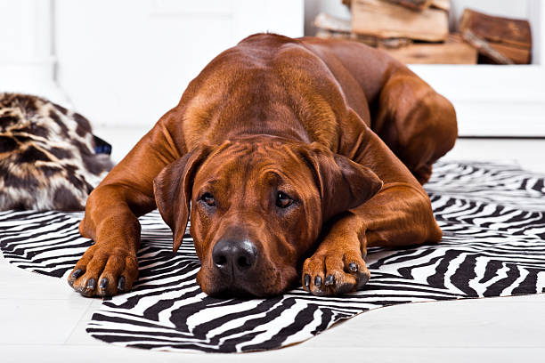 istock Rhodesian Ridgeback dog lying on a zebra carpet 525878258