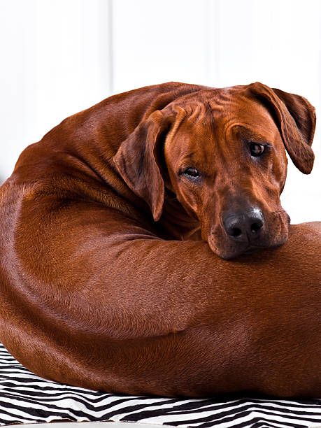 istock Flexible Rhodesian Ridgeback dog turning round showing ridge 525878302