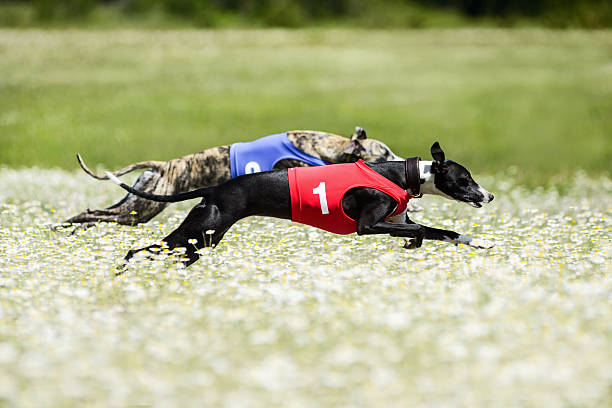 istock Two Greyhounds lure coursing competition in a beautiful chamomil 525878510