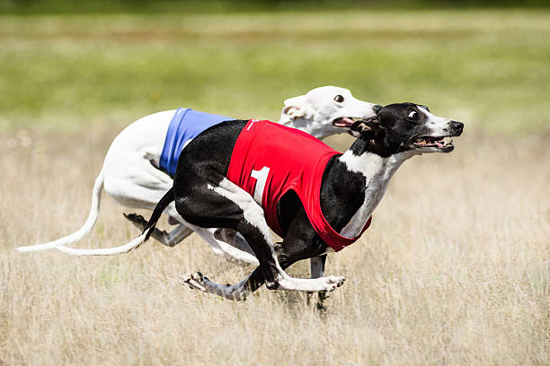 istock Two Sighthounds lure coursing competition. First flight phase of 525878532