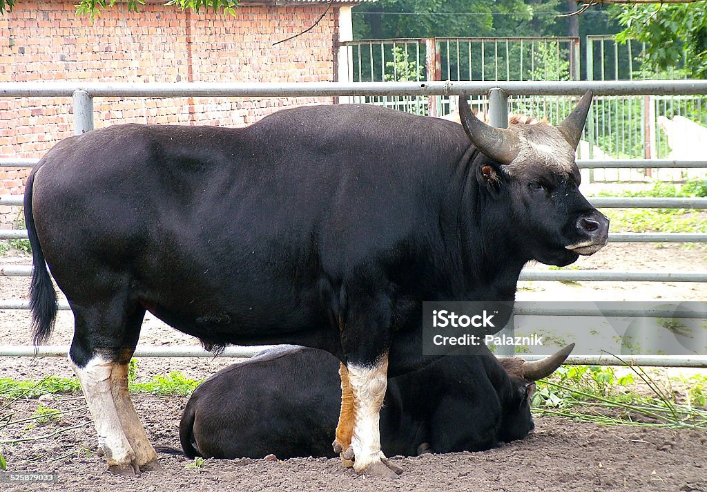 Bull Gayal Stock Photo - Download Image Now - Bull - Animal, Famous Place,  Horizontal - iStock
