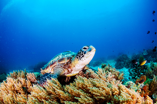 Green Sea Turtle on the sea bed amongst the soft coral.