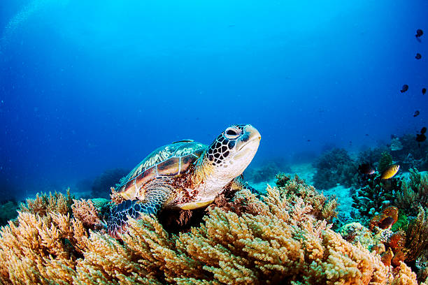 Green Sea Turtle Green Sea Turtle on the sea bed amongst the soft coral. green turtle stock pictures, royalty-free photos & images
