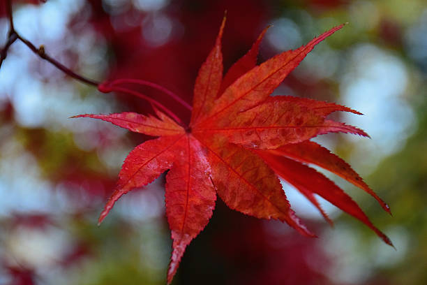 istock Closeup Japanese Maple leaves soaked in rainfall 525879472