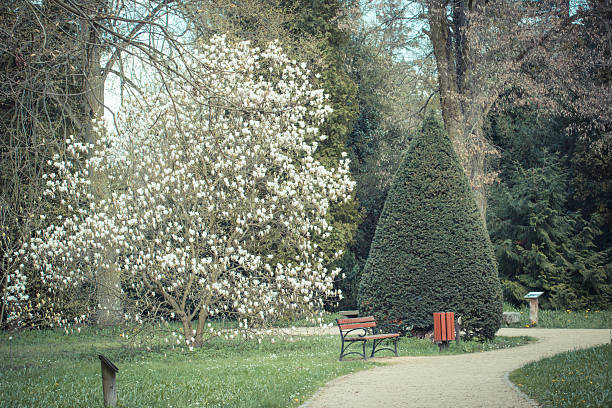 Vintage photo, Path, blooming magnolia flowers and trees in sunny garden or park, springtime, seasonal flowers