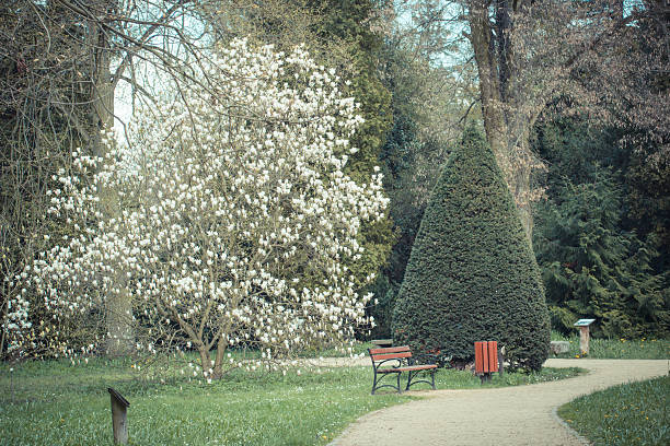 Pathway, magnolia flowers and trees in sunny garden or park Vintage photo, Path, blooming magnolia flowers and trees in sunny garden or park, springtime, seasonal flowers Magnolia stock pictures, royalty-free photos & images