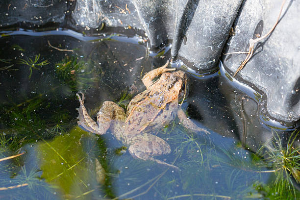 istock Little frog sitting on a green pumpkin 525880766