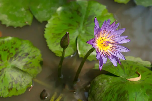 Purple Star Lotus in a pond with lilypads.