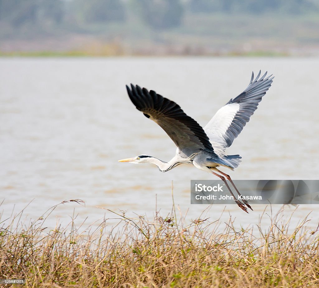 Grey heron flying over the lake Grey heron flying over the great lake Agricultural Field Stock Photo