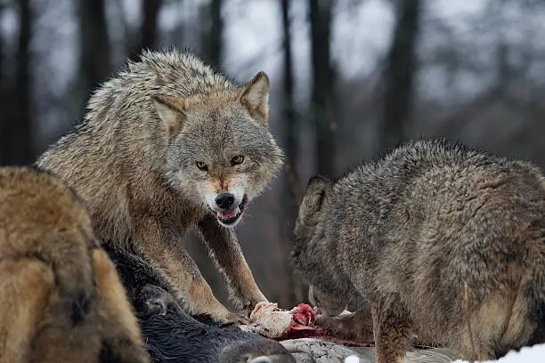 Aggressive wolves to prey, Belarus