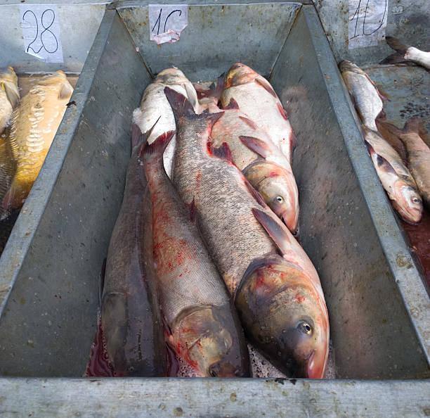 istock Fish at the market. 525881513