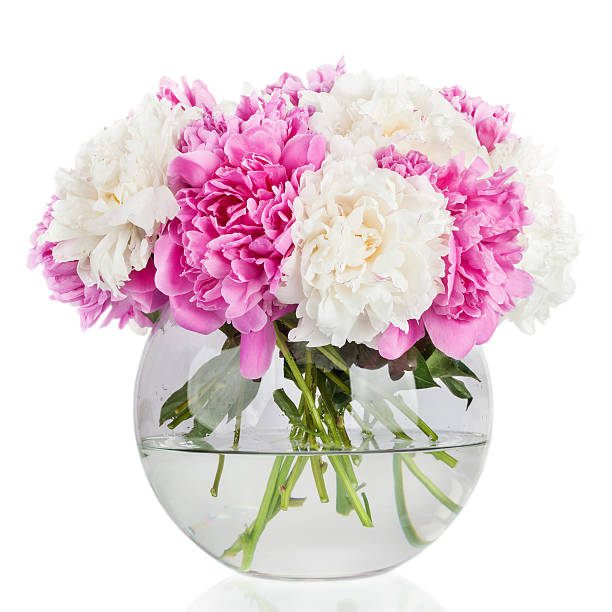 istock Peony flower petal background. Paeonia lactiflora. 525881732