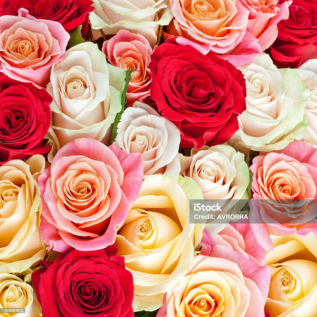 Foto de Brilhante Multicolorido Buquê De Rosas Flores Naturais e mais fotos  de stock de Amor - iStock