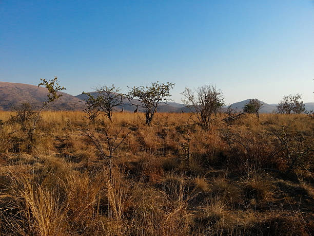 istock Loskop Nature Reserve 525882551