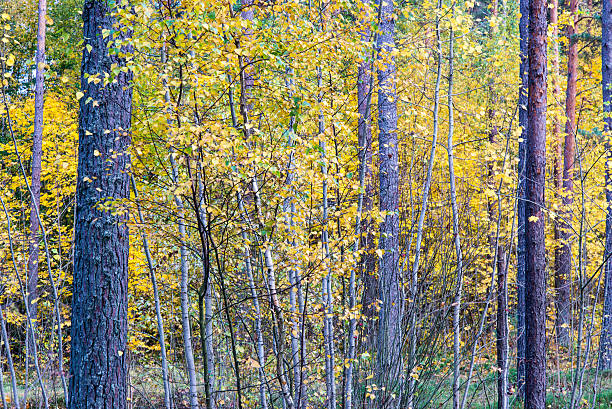istock colorful autumn trees in green forest with sun rays 525882827